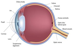 Cross section of the human eye showing the different parts of the eye