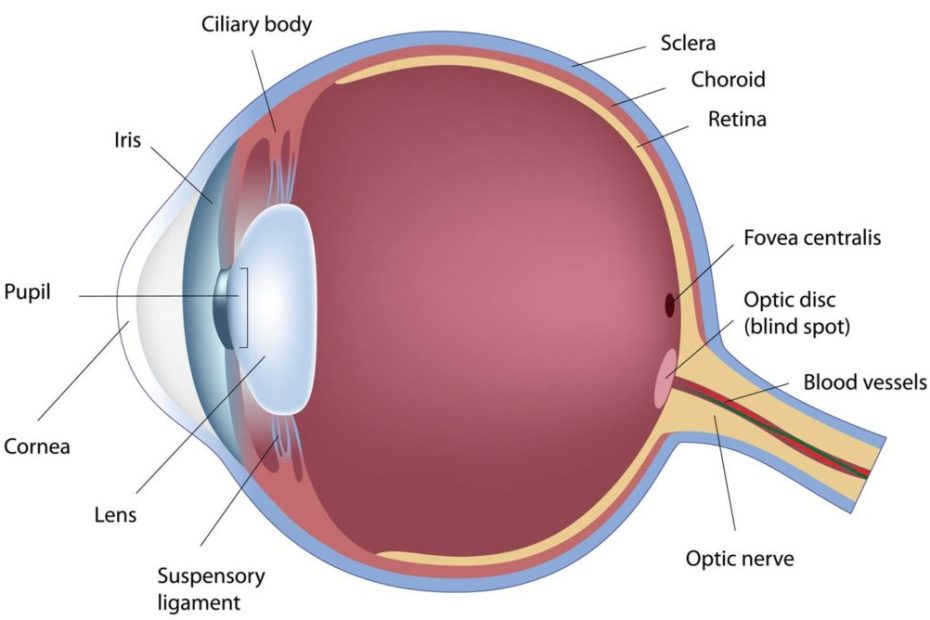 Cross section of the human eye showing the different parts of the eye